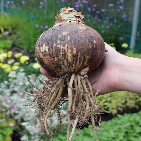 Jub Holland Amaryllis Roze - XXL Jumbo Bloembol - Kamerplant - Budget Sinterklaas - Kerst Cadeautjes