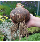 Jub Holland Amaryllis Rood - XXL Jumbo Bloembol - Kamerplant - Budget Sinterklaas - Kerst Cadeautjes