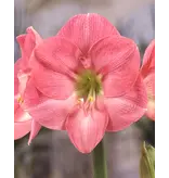 Jub Holland Amaryllis Pink - XXL Jumbo Bulb - Houseplant - Strong Bulbs