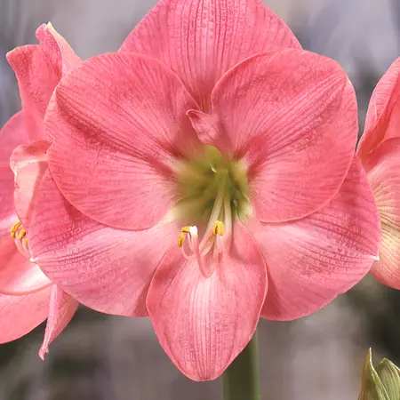 Jub Holland Amaryllis Pink - XXL Jumbo Bulb - Houseplant - Strong Bulbs