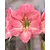 Jub Holland Amaryllis - Pink - Jumbo - 1 Bulb