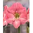 Jub Holland Amaryllis Pink - XXL Jumbo Bulb - Houseplant - Strong Bulbs