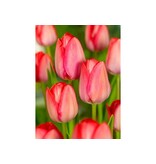 Jub Holland Tulpen Roze en Rood - Grootverpakking - Triumph Tupenbollen  Van Topkwaliteit!