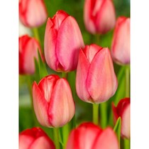 Tulp - Tulipa Roze & Rood - 80 Bollen