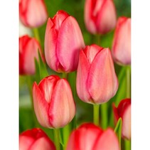 Tulip - Tulipa Pink & Red - 80 Bulbs