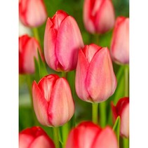 Tulp - Tulipa Roze & Rood - 40 Bollen