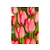 Jub Holland Tulip - Tulipa Pink & Red - 40 Bulbs