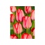 Jub Holland Tulips Pink and Red - Large Pack - Top Quality Triumph Tulip Bulbs!