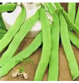 Buzzy Tribal string beans - Admires - Tender Stringless String Beans - Buy Vegetable Seeds?