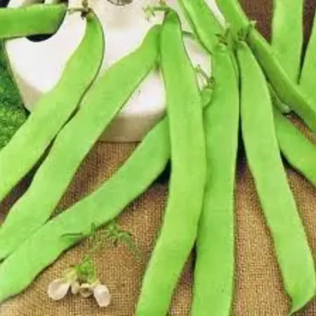 Buzzy Tribal string beans - Admires - Tender Stringless String Beans - Buy Vegetable Seeds?
