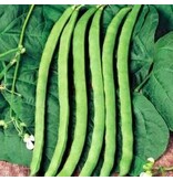 Buzzy French beans - Neckarkönigin - Buy Vegetable Seeds? - High Yield