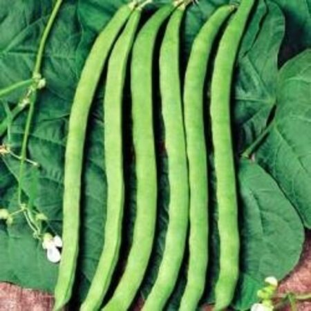 Buzzy French beans - Neckarkönigin - Buy Vegetable Seeds? - High Yield