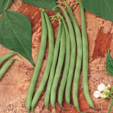 Buzzy Stem Lettuce Beans - Sonata - Bean Seeds Buy? - Early Low Stem Beans