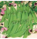 Buzzy Peulen - Grijze Roodbloeiende - Peulen Zaden Kopen? - Groentezaden