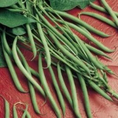 Chinese Beans - Miracle - 25 grams - Stem Beans - Buy Vegetable Seeds?