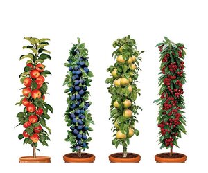 Fruitbomen Voor Je Tuin, Terras Of Balkon Aanbieding | Voo Fruitbomen Voor Je Tuin, Terras Of Balkon Aanbieding | Voo