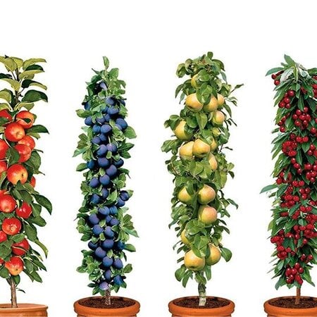 Fruitboompjes (Appel, Peer, Kers en Pruim) 4 Planten - Zelf Bestuivend - Zuilvorm
