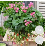 Aardbeienplanten - Hang - Pink Summer - Zoet - 3 Planten