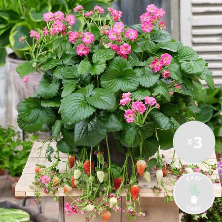 Aardbeienplanten - Hang - Pink Summer - Zoet - 3 Planten