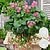 Hang Aardbeien - Pink Summer - 3 Planten