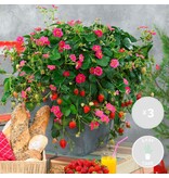Aardbeienplanten - Hang - Red Summer - Zoet - 3 Planten