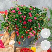 Hang Strawberries - Red Summer - 3 Plants