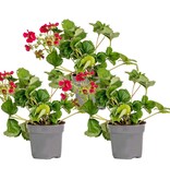 Aardbeienplanten - Hang - Red Summer - Zoet - 3 Planten