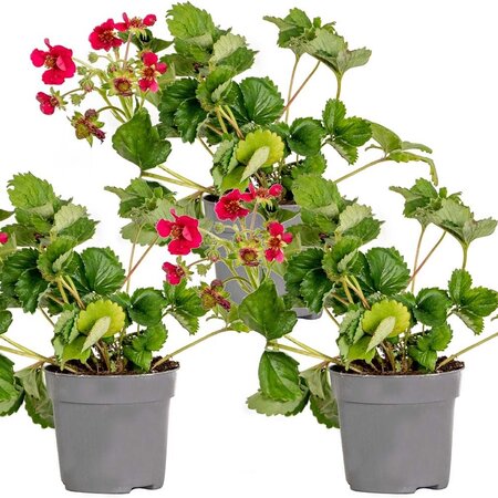 Strawberry Plants - Hang - Red Summer - Sweet - 3 Plants