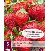 Strawberry plants - Korona - Thorny - Sweet - 5 Plants