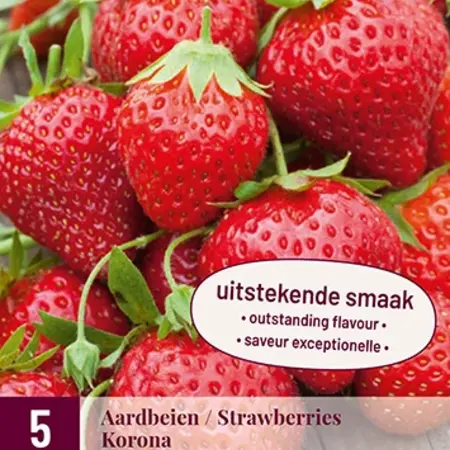 Strawberry plants - Korona - Thorny - Sweet - 5 Plants
