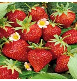Aardbeienplanten - Korona - Doordragend - Zoet - 5 Planten