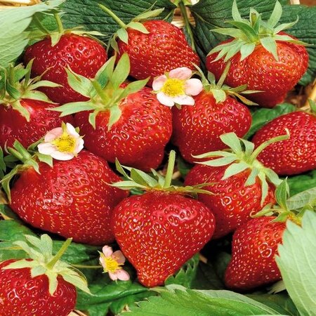 Strawberry plants - Korona - Thorny - Sweet - 5 Plants