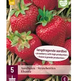 Aardbeienplanten - Elsanta - Langdragend - Zoet - 5 Planten