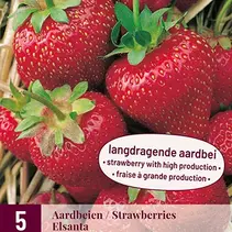 Aardbeienplanten - Elsanta - 5 Planten