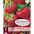 Erdbeerpflanzen - Elsanta - 5 Pflanzen