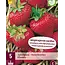 Strawberry Plants - Elsanta - Long-Bearing - Sweet - 5 Plants