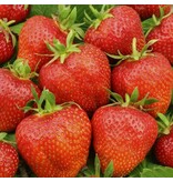 Erdbeerpflanzen - Elsanta - Lang tragend - Süß - 5 Pflanzen