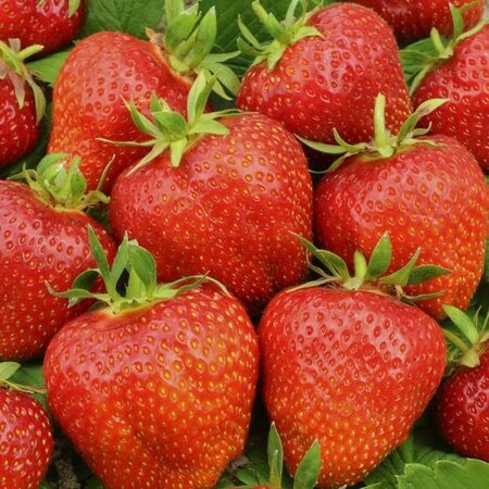Strawberry Plants - Elsanta - Long-Bearing - Sweet - 5 Plants