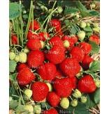 Erdbeerpflanzen - Elsanta - Lang tragend - Süß - 5 Pflanzen