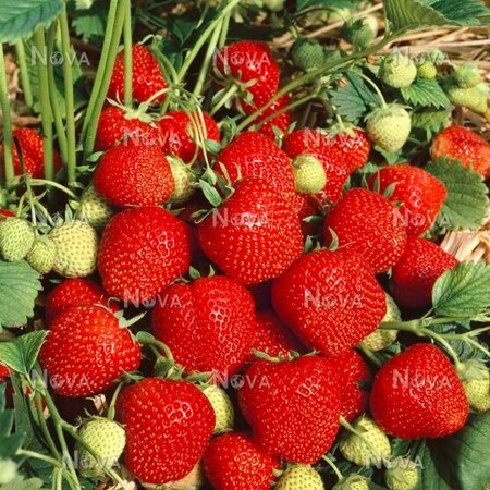 Aardbeienplanten - Elsanta - Langdragend - Zoet - 5 Planten