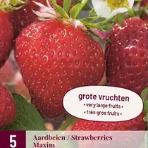 Strawberry plants - Maxim - 5 Plants