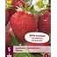Aardbeienplanten - Maxim - 5 Planten - Langdragend - Zeer Grote Zoete  Aardbeien