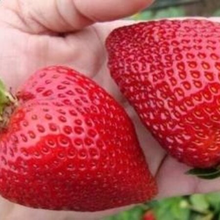 Erdbeerpflanzen - Maxim - 5 Pflanzen - Lang tragend - Sehr große süße Erdbeeren