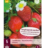 Aardbeienplanten - Ostara - Langdragend - Zoet - 5 Planten