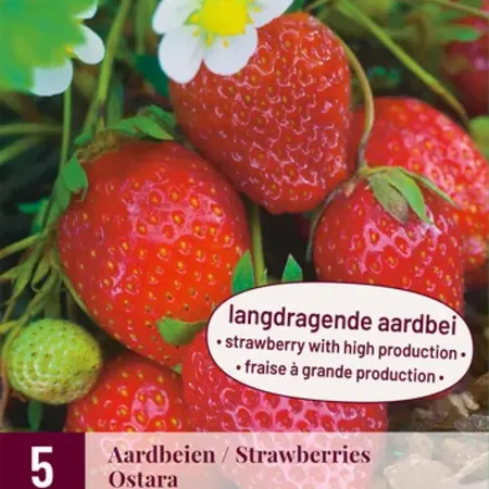 Aardbeienplanten - Ostara - Langdragend - Zoet - 5 Planten