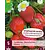 Erdbeerpflanzen - Ostara - 5 Pflanzen