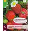 Erdbeerpflanzen - Ostara - Lang tragend - Süß - 5 Pflanzen