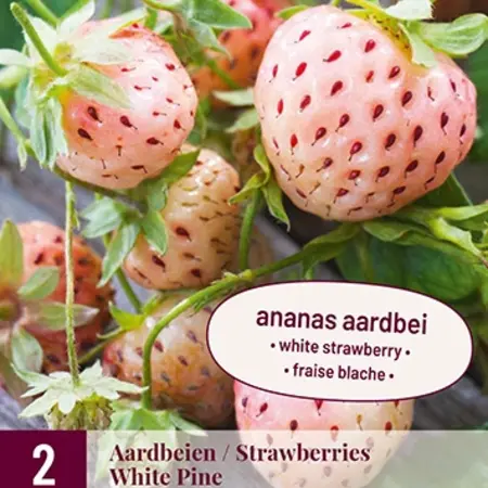 Erdbeerpflanzen - White Pine / Ananas-Erdbeere - Süß - 2 Pflanzen