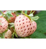 Erdbeerpflanzen - White Pine / Ananas-Erdbeere - Süß - 2 Pflanzen