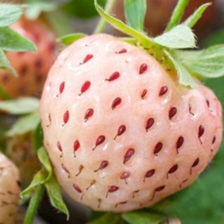 Strawberry plants - White Pine / Pineapple Strawberry - Sweet - 2 Plants